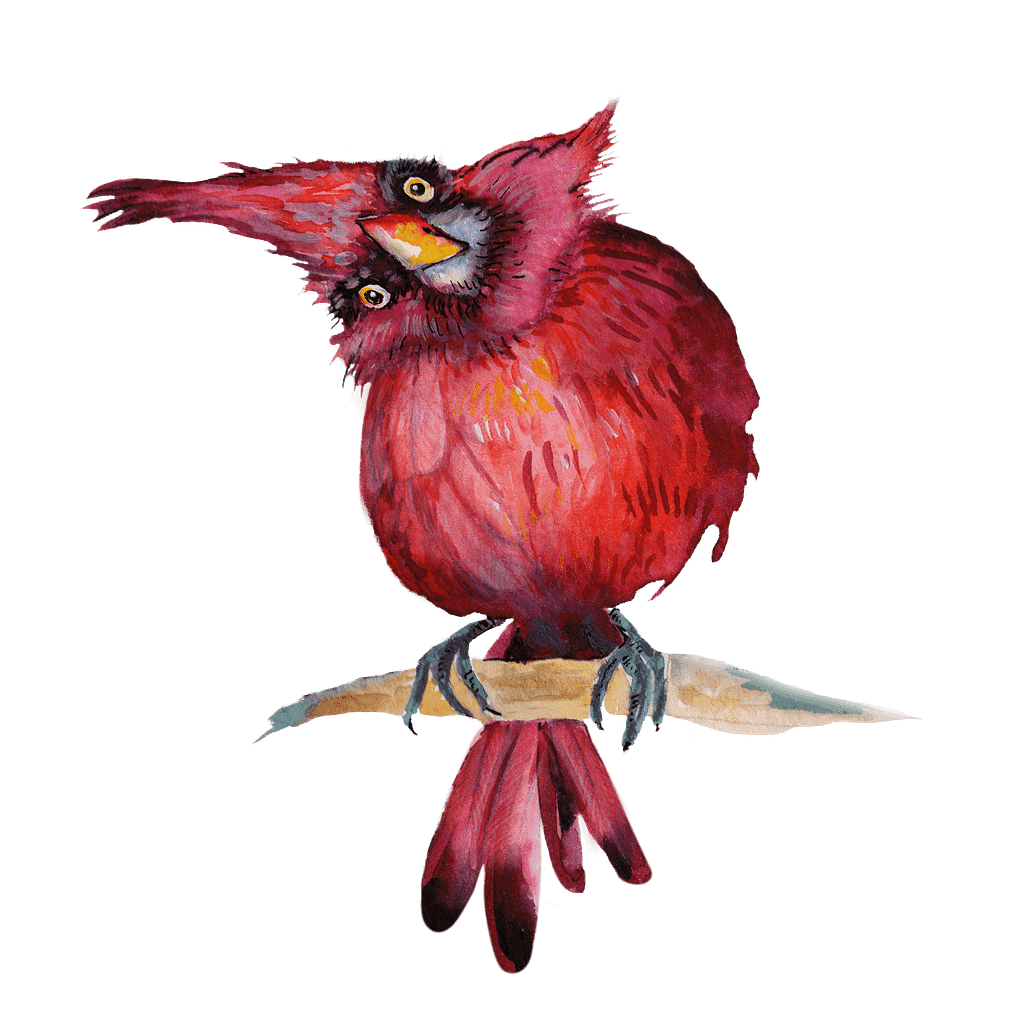 Rotkardinal Vogel